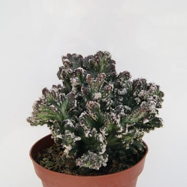 Monvillea spegazzinii cristata